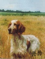 Setter Anglais JUDELLE DU BEC ÉTOILE Setter Anglais JUDELLE DU BEC ÉTOILE